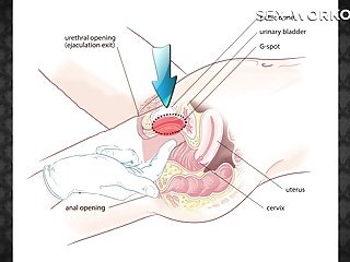 50 개 음핵 핥는 기법